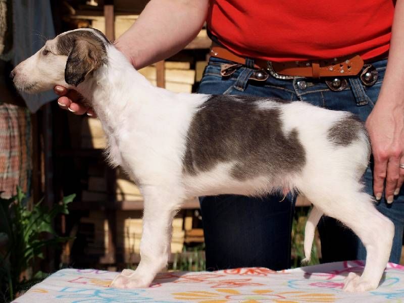 Borzoi purebred puppies FCI registrated