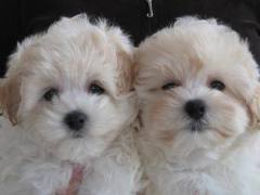  Affordable Male and Female Maltese Puppies