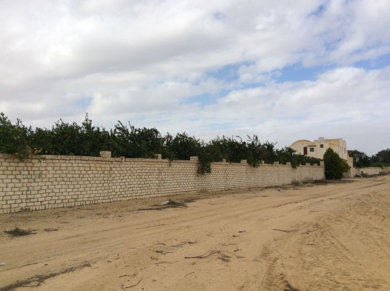 Farms of Orange Cairo Alex Desert Road For Sale | Egypt