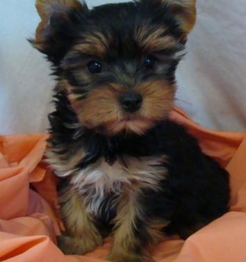 Quality Yorkshire Terrier puppies for a good home
