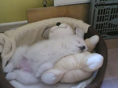 Healthy and home trained samoyed puppies for new homes