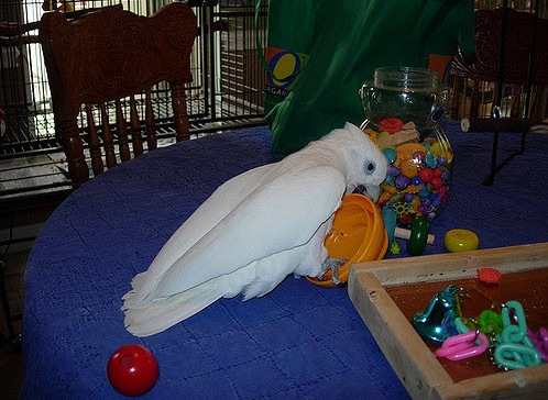  Amazing Talking Ducorp Cockatoo 