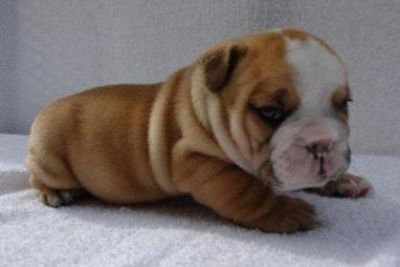 Nice Looking Female English Bulldog Puppy For Adoption