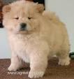 chow chow puppy for free adoption