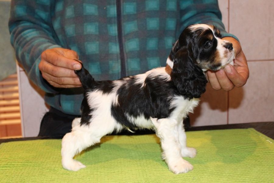 American Cocker Spaniel with pedigree