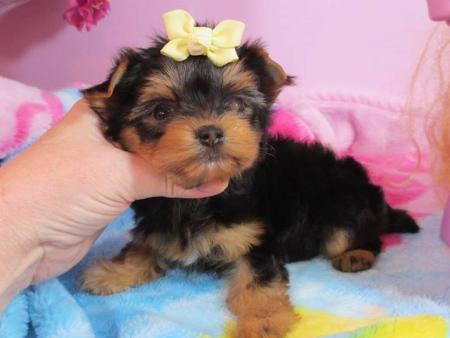 Two Adorable Teacup Yorkie puppies Text To (609) 807-2598