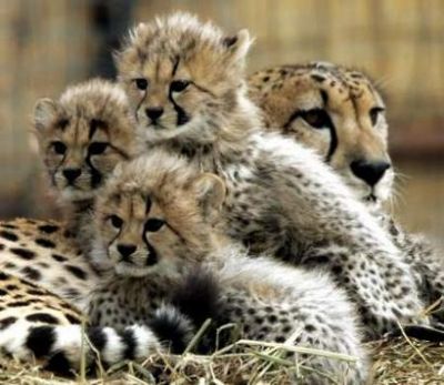 Serval , Savannah , Cheetah, Caracal and Ocelot  kittens