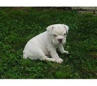 Adorable Male and Female English Bulldog Puppies