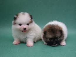 Benefic Pomeranian Puppies..