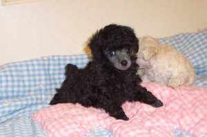 Toy Poodles