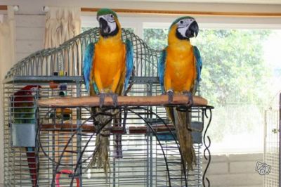 FREE ADORABLE MACAW COUPLE FOR RE-HOMING