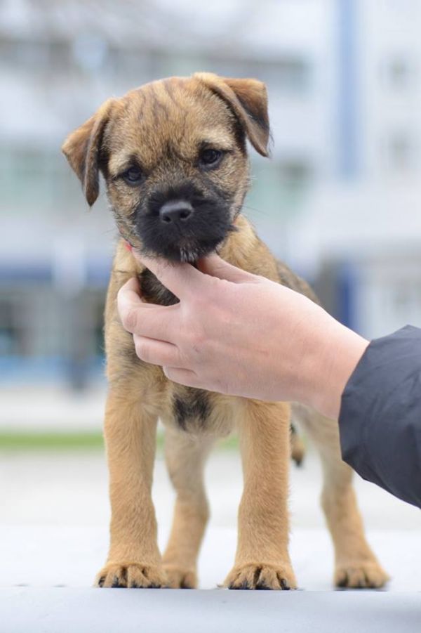 Border terrier