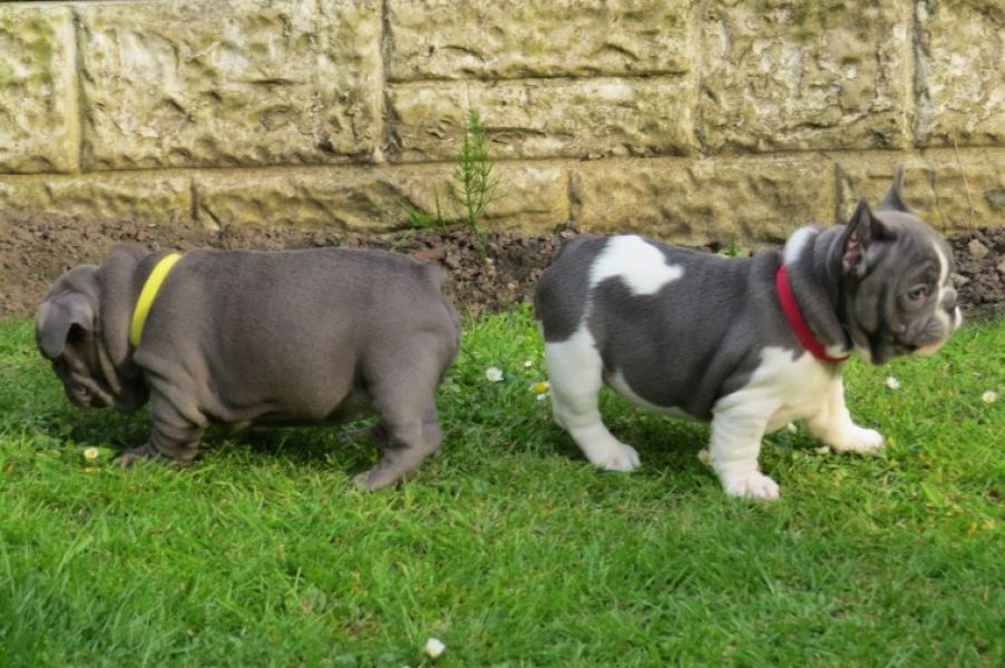 Beautiful quality litter of Blue, blue/white pied French Bulldogs