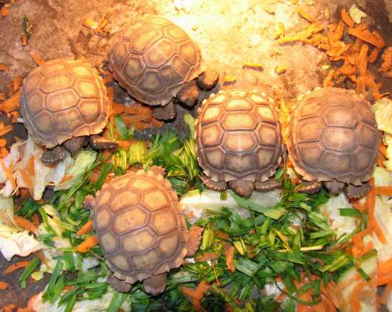 Tortoises and Turtles Now Available