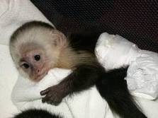 FREE TO GOOD HOME PET CAPUCHIN MONKEY FOR ADOPTION