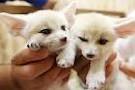 healthy 12 weeks old male and female fennec foxes for a good pets family 