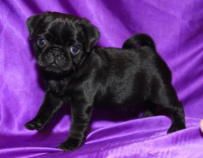 Pug Puppies for sale