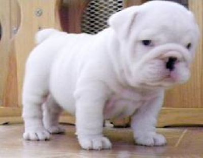 Free Adorable English Bulldog Puppies For Adoption