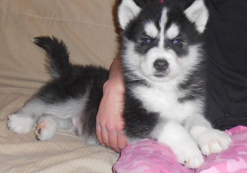 Husky puppy for new home