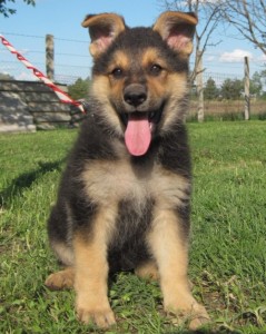 German shepherds for sale