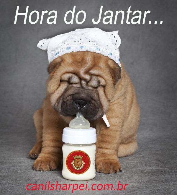  Sharpei puppies - BRAZIL