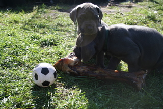Great Dane Blue Puppies