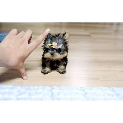 Charming mini princess ~ almost teaspoon size(Free shipping)