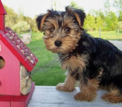 Two Beautiful Yorkshire Terrier Puppies for adoption
