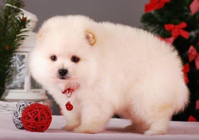 Lovely puppies for adoption