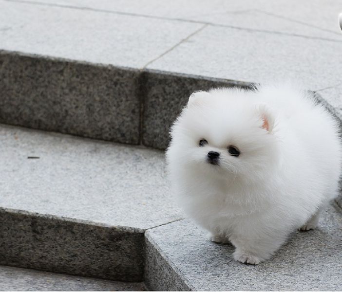 Beautiful Pomeranian puppies