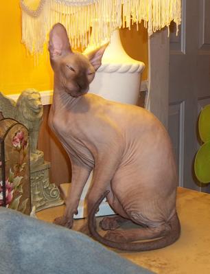 HAIRLESS Don Sphynx & Peterbald KITTENS