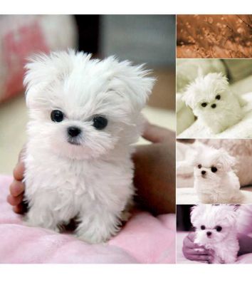  pomeranbian Puppies for adoption