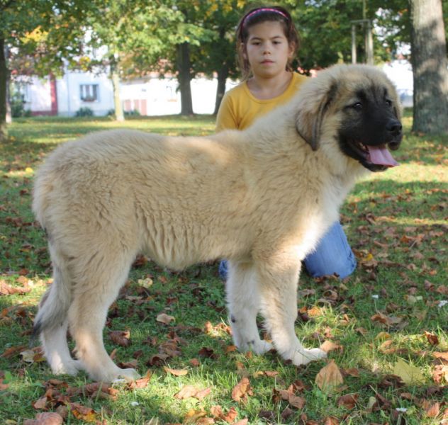 Caucasian Shepherd dog