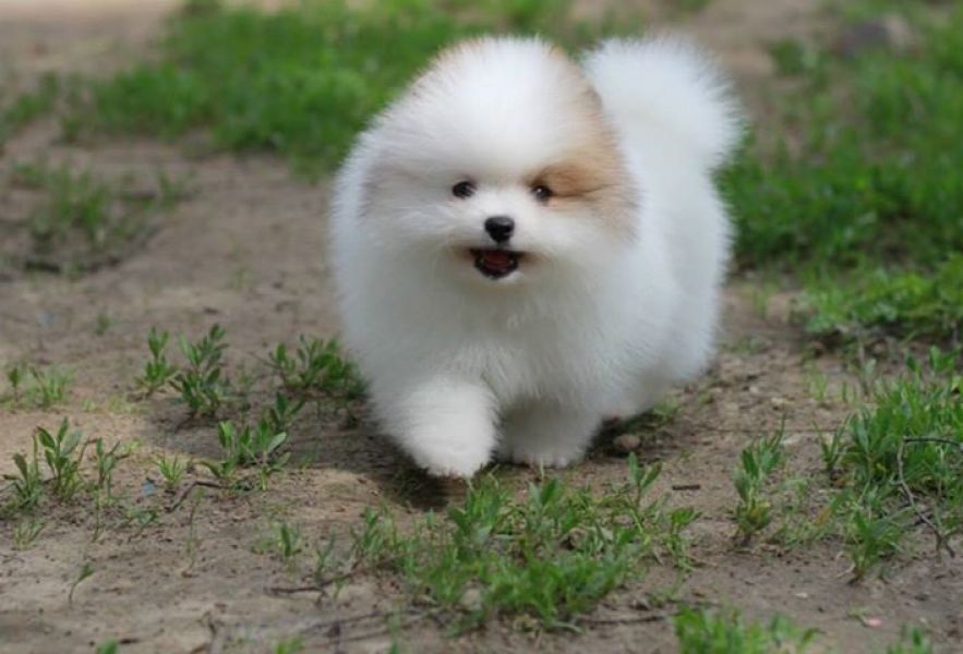 Pomeranian / Zwergspitz