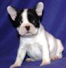 French bulldog puppies available 