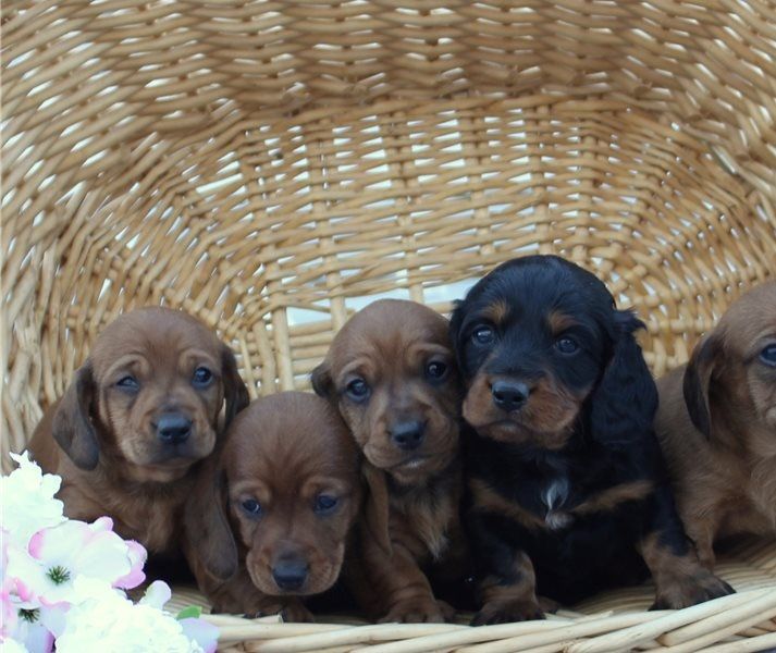 Dachshund puppies available 