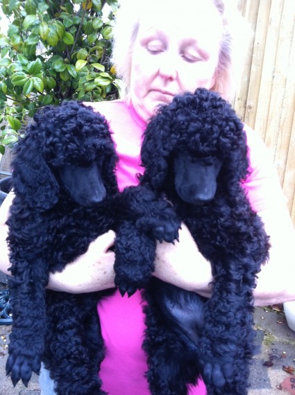 Available Miniature Poodle Pups For adoption