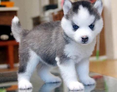 Amazing xxmas little Blue-Eyed Siberians Huskys puppies!!Send us a message at (402) 6852017