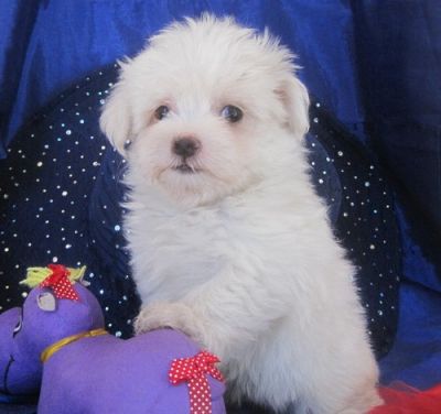 cute and adorable chihuahua puppy for a good home.