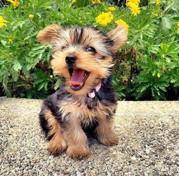 Yorkie puppies Male and female