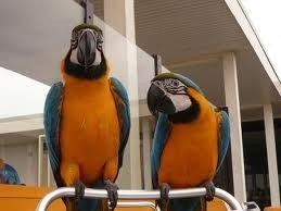 Blue and gold macaw parrots for adoption