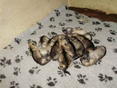 Czechoslovakian Wolfdog