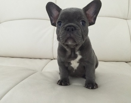  Cute French Bulldog Puppies
