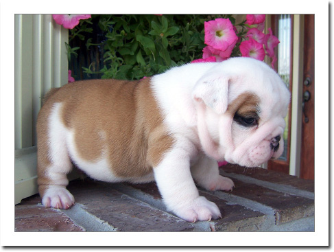 AKC english bulldog puppies available.
