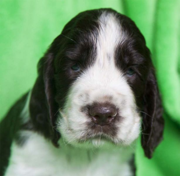 English Springer Spaniel puppies with pedigree