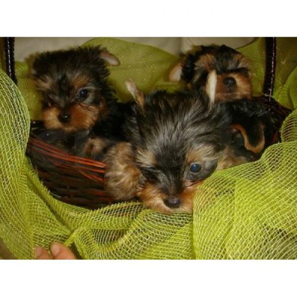 Teacup Yorkie Puppies For adoption