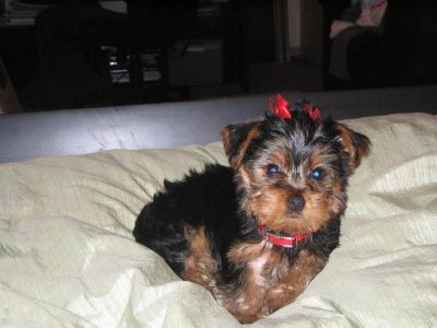 x-mass teacup yorkie puppies for adoption
