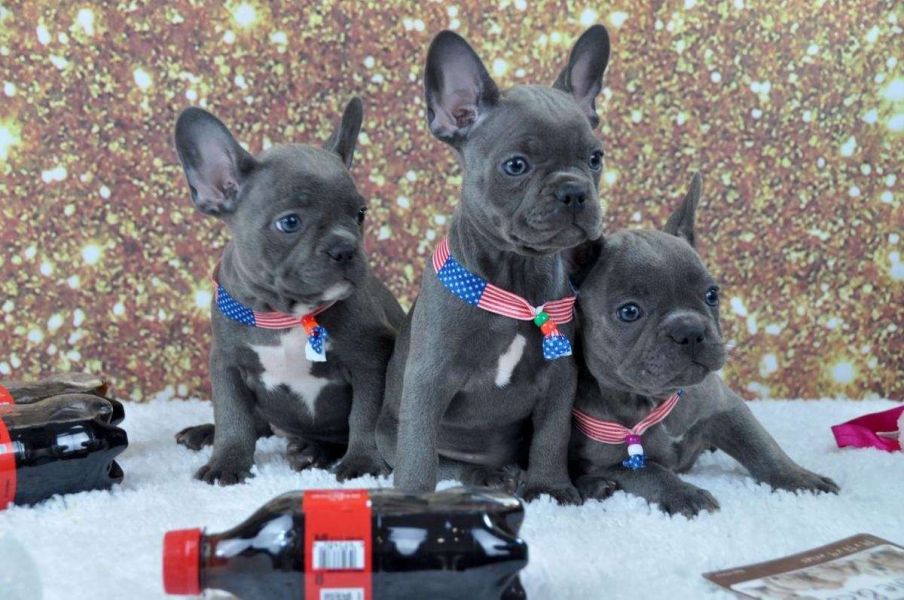 AKC Pure Breed Blue French Bulldog puppies Text Us At (217) 471-7677