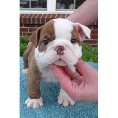 GORGEOUS ENGLISH BULLDOG PUPPIES FOR LOVING HOMES.