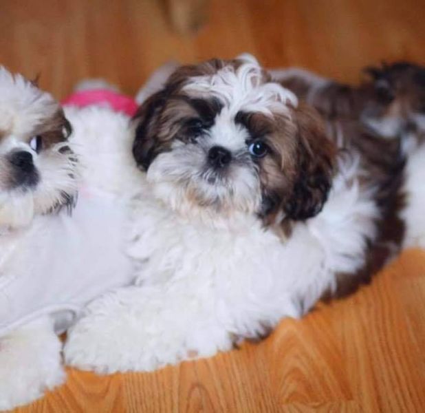 Shitzu puppies ready to go